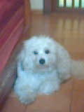 la c tomy mon chien